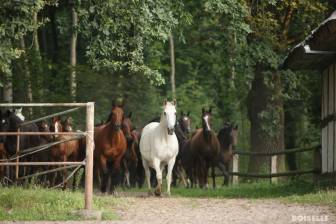Vorschaubild Pferdeherde rennt durch ein geöffnetes Gatter von einer Koppel im Wald auf eine andere 