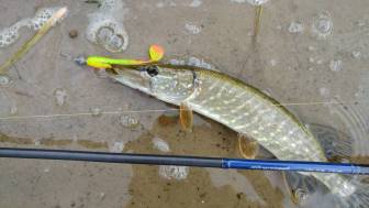 Vorschaubild Hecht mit Gummifisch im Maul liegt im Wasser am Ufer, gefangen mit einer SilverCreek Angel in der Havel