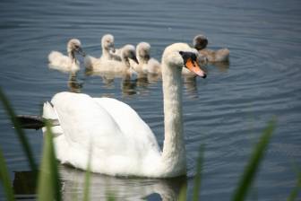 Vorschaubild Höckerschwan mit Babyschwänen schwimmt im Sommer über den Untersee